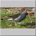 Gallinula chloropus - Teichralle 01.jpg